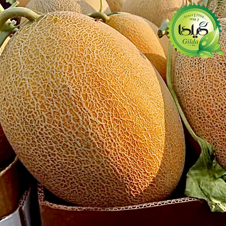 بذر خربزه آناناسی گیلدا کد 752