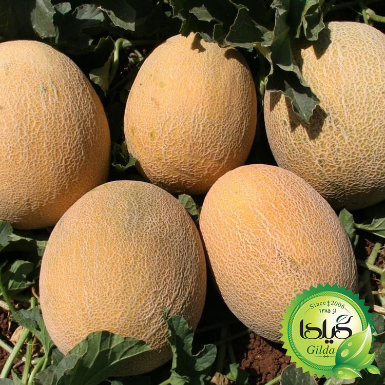بذر خربزه آناناسی گیلدا کد 752