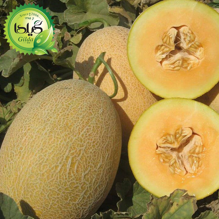 بذر خربزه آناناسی گیلدا کد 752