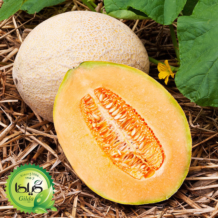 بذر خربزه آناناسی گیلدا کد 752