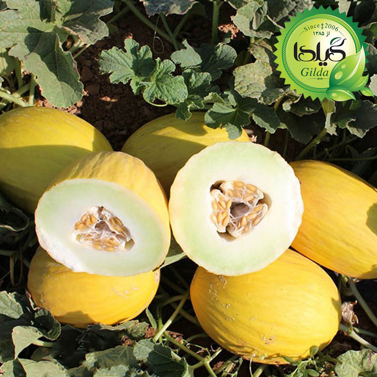 بذر خربزه کاناری گیلدا کد 753