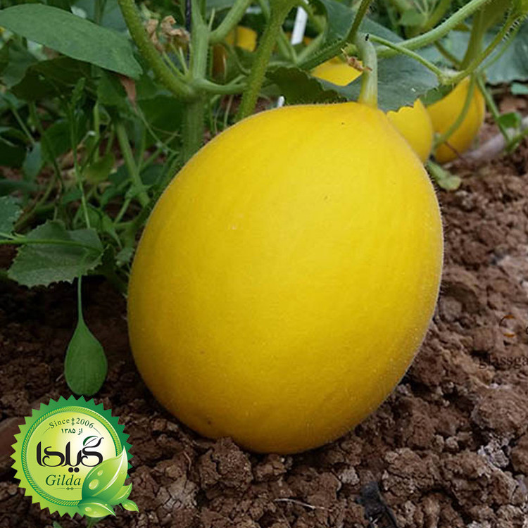بذر خربزه کاناری گیلدا کد 753