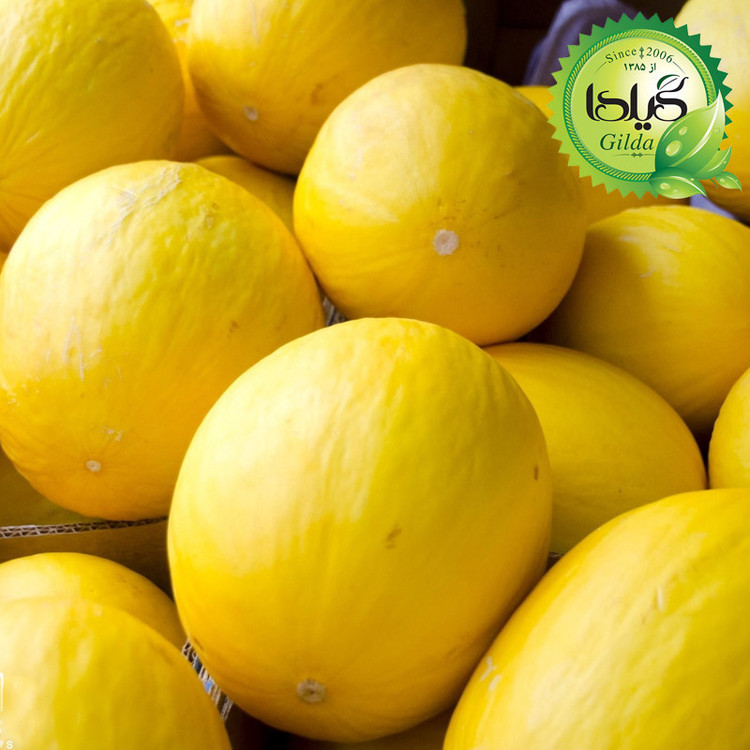 بذر خربزه کاناری گیلدا کد 753