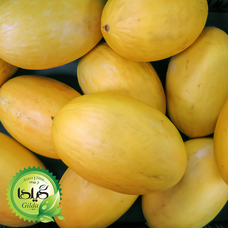 بذر خربزه کاناری گیلدا کد 753