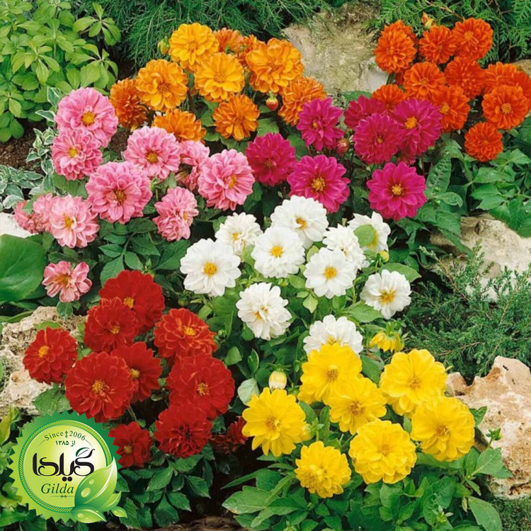 بذر کوکب الوان گیلدا کد 861