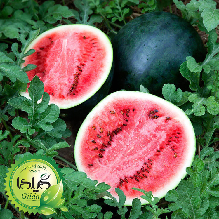 بذر هندوانه شوگر گیلدا کد 714