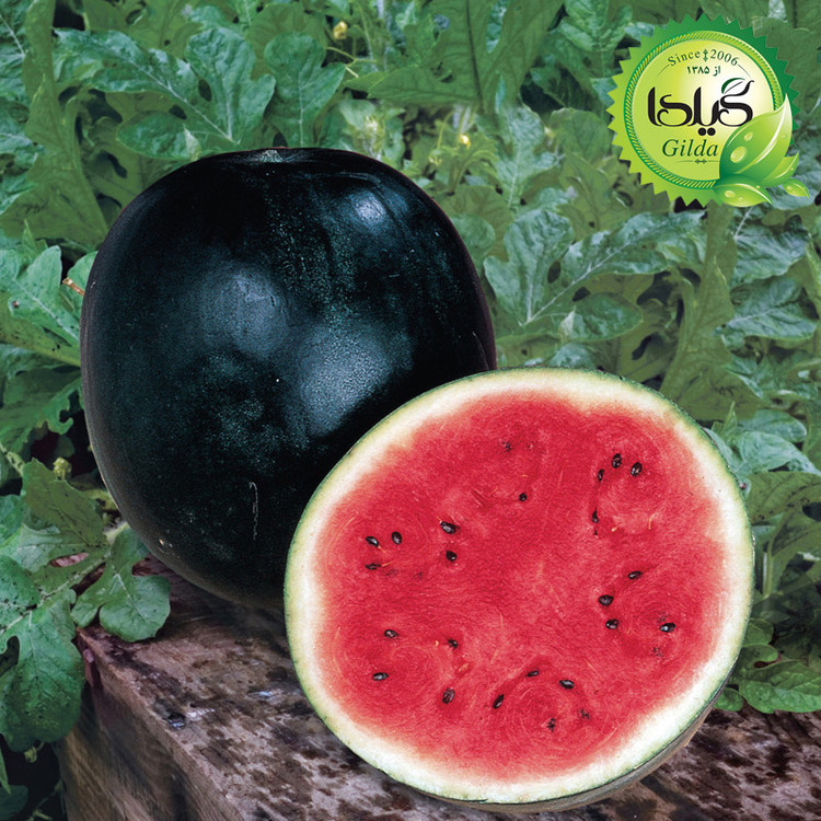 بذر هندوانه شوگر گیلدا کد 714