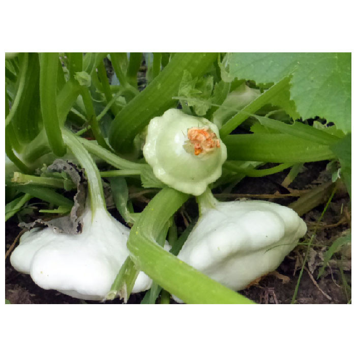 بذر کدو ستاره ای سفید مدل GL05