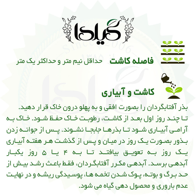 بذر آفتابگردان الوان زینتی گیلدا کد 830