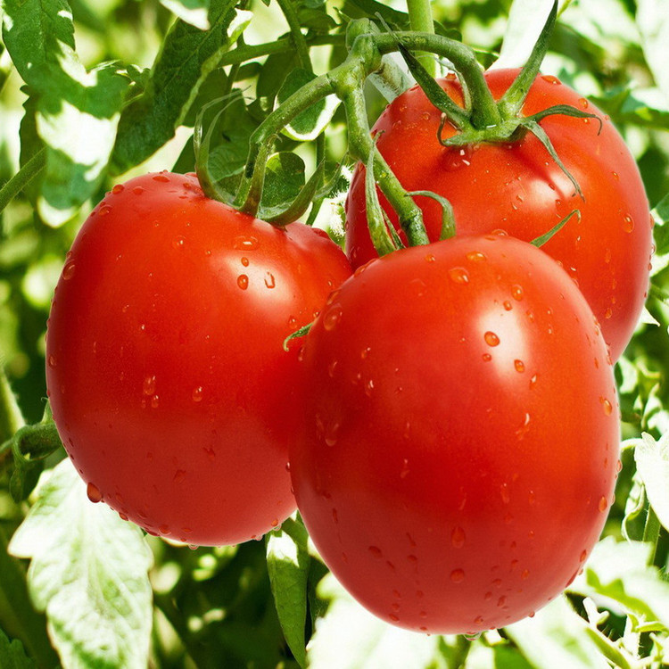 بذر گوجه فرنگی قرمز بوته ای رویال وانیا سید مدل G40