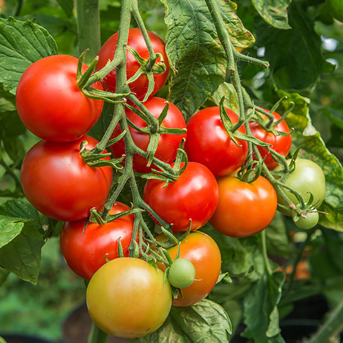 بذر گوجه فرنگی قرمز بوته ای رویال وانیا سید مدل G40