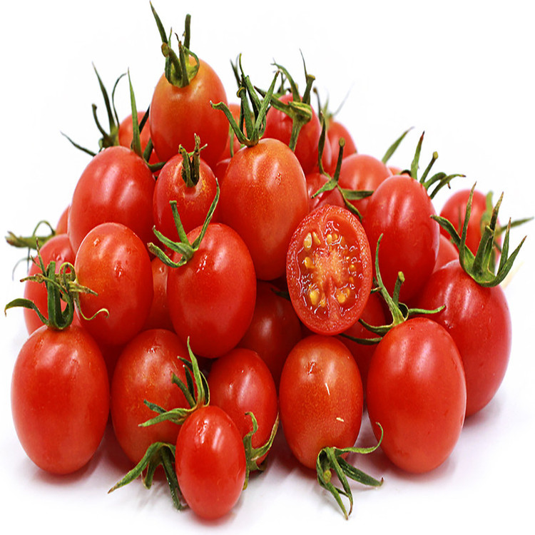 بذر گوجه فرنگی قرمز بوته ای رویال وانیا سید مدل G40