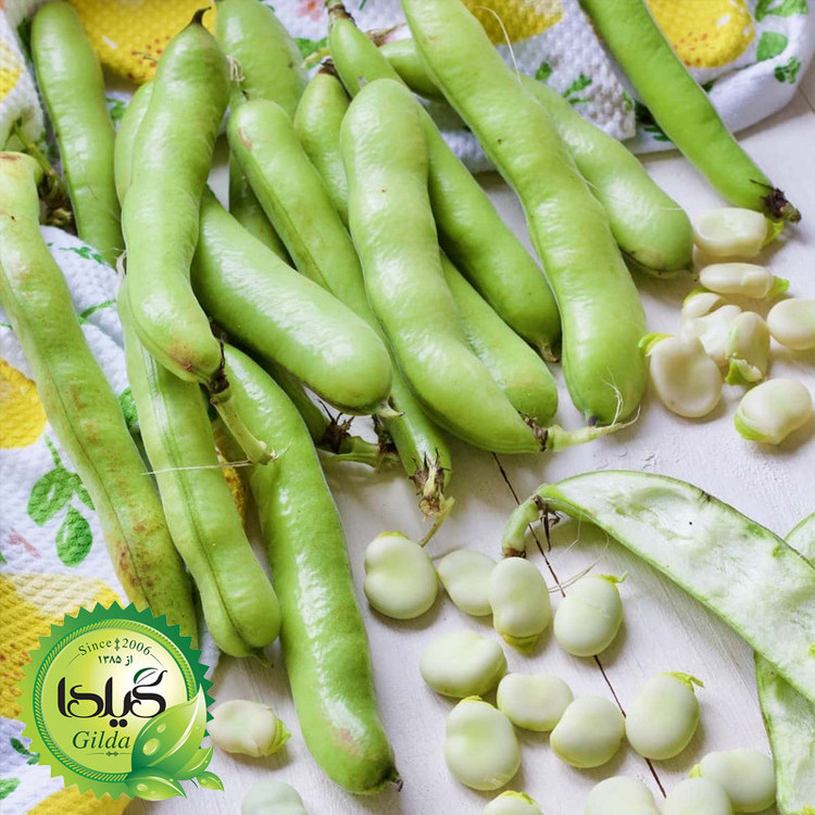 بذر باقالا گیلدا کد 265