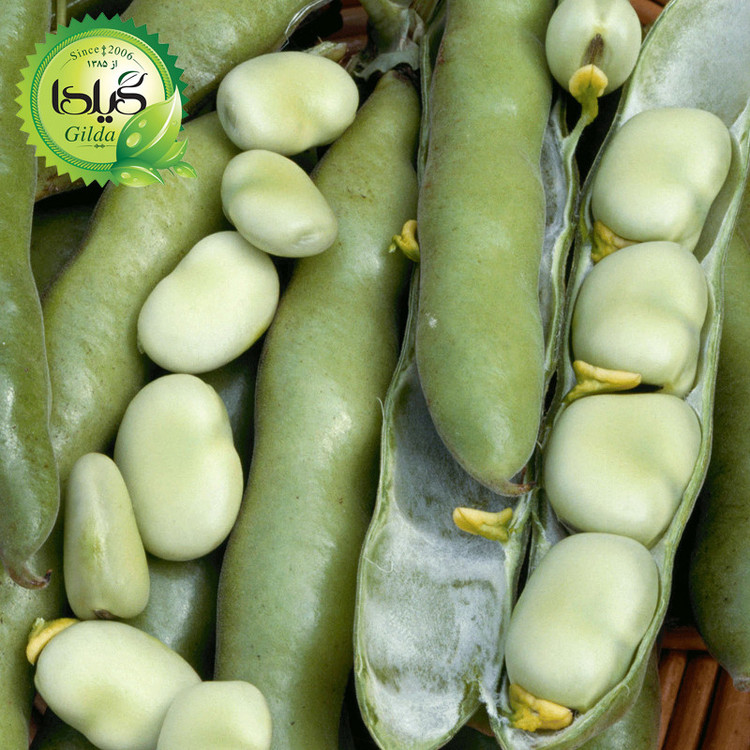 بذر باقالا گیلدا کد 265