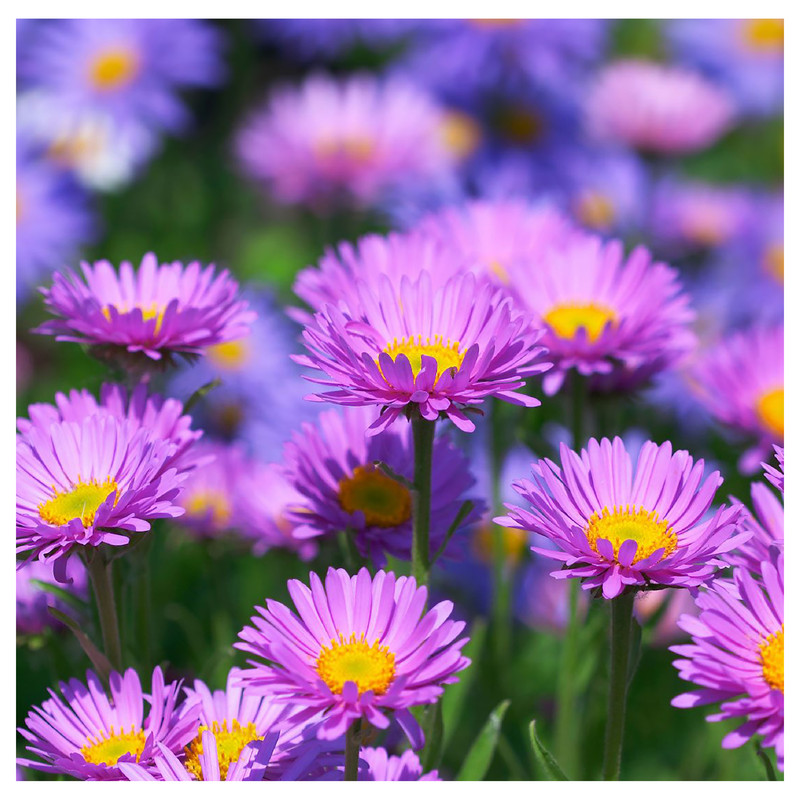 بذر گل داوودی گرین فارم کد GR-DA بسته 3 عددی