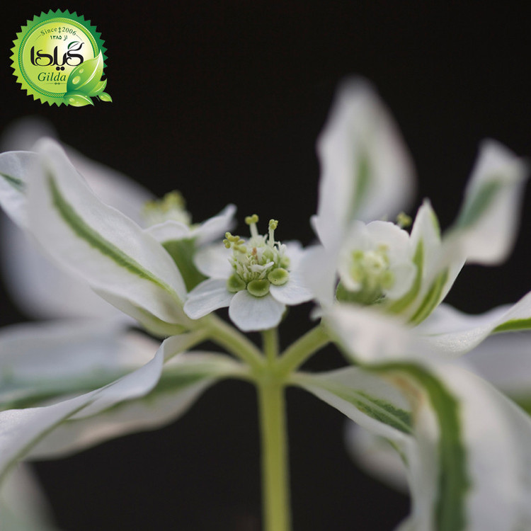 بذر گل چینی گیلدا کد 959