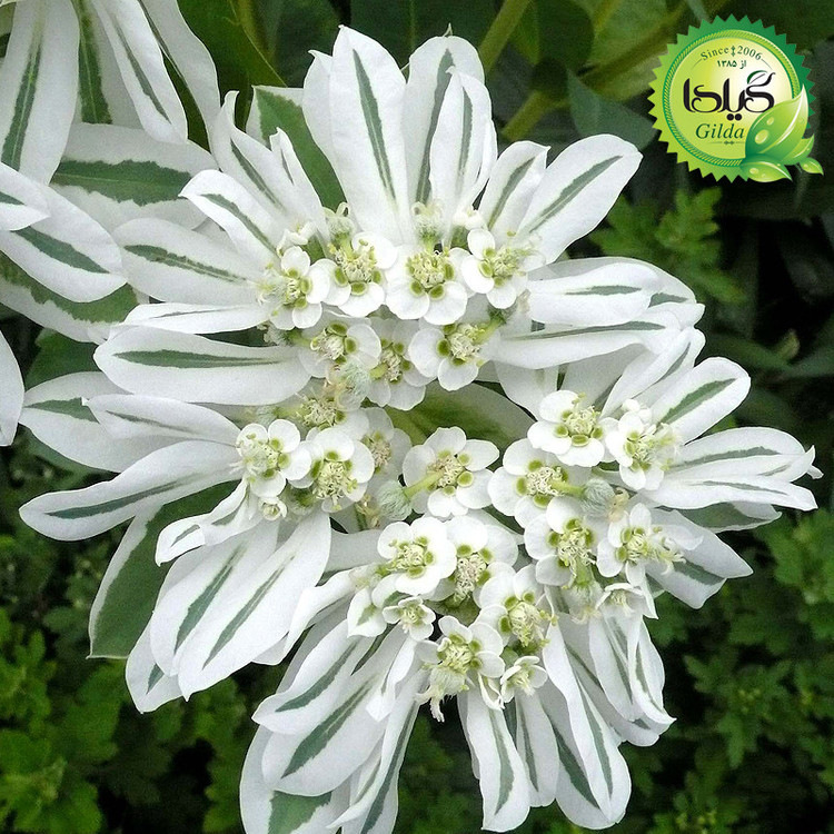 بذر گل چینی گیلدا کد 959
