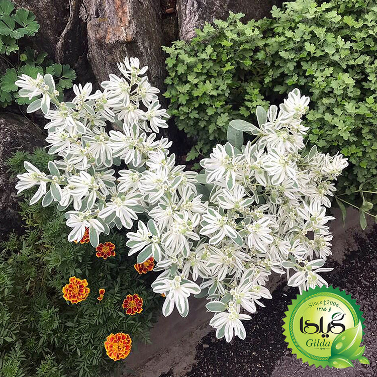 بذر گل چینی گیلدا کد 959