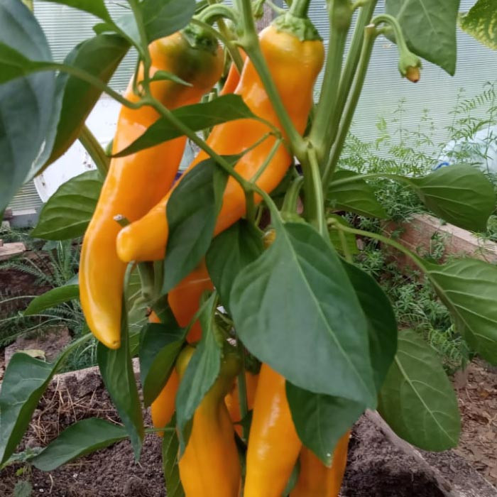 بذر فلفل پاپریکا نارنجی کاپی شیرین گلس گاردن مدل GL10