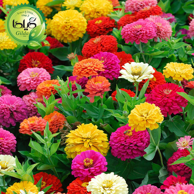 بذر آهار الوان گیلدا کد 907