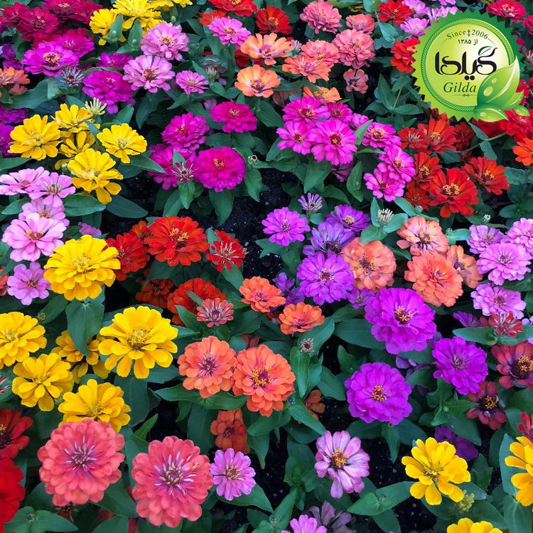بذر آهار الوان گیلدا کد 907