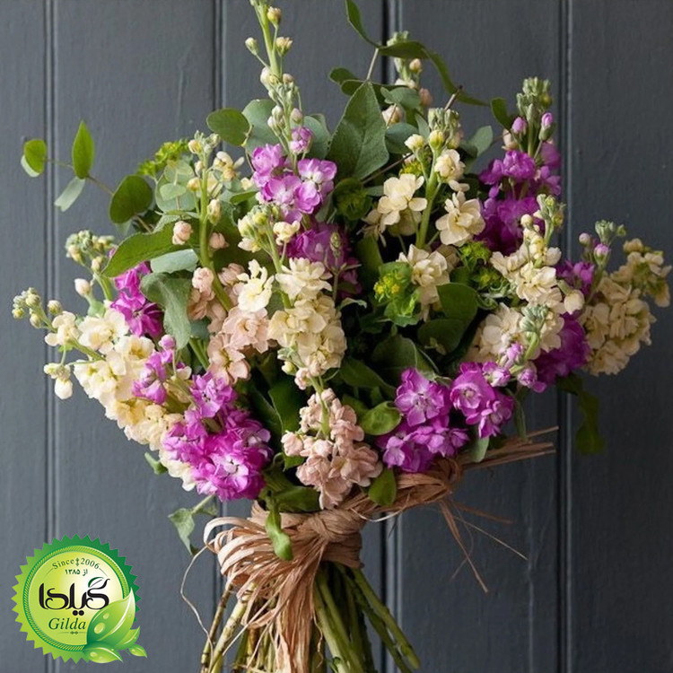 بذر شب بو الوان گیلدا کد 897