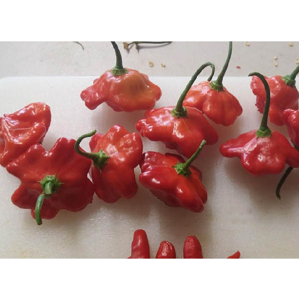 بذر فلفل زنگوله ای ستاره ای مدل GL15