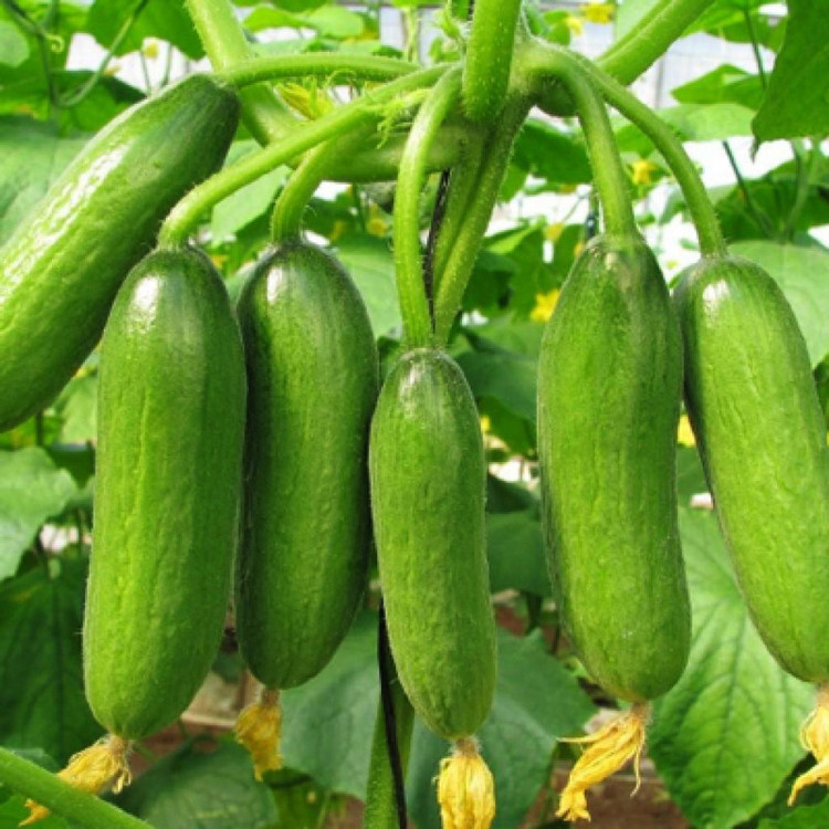 بذر خیار رویال وانیا سید مدل K12