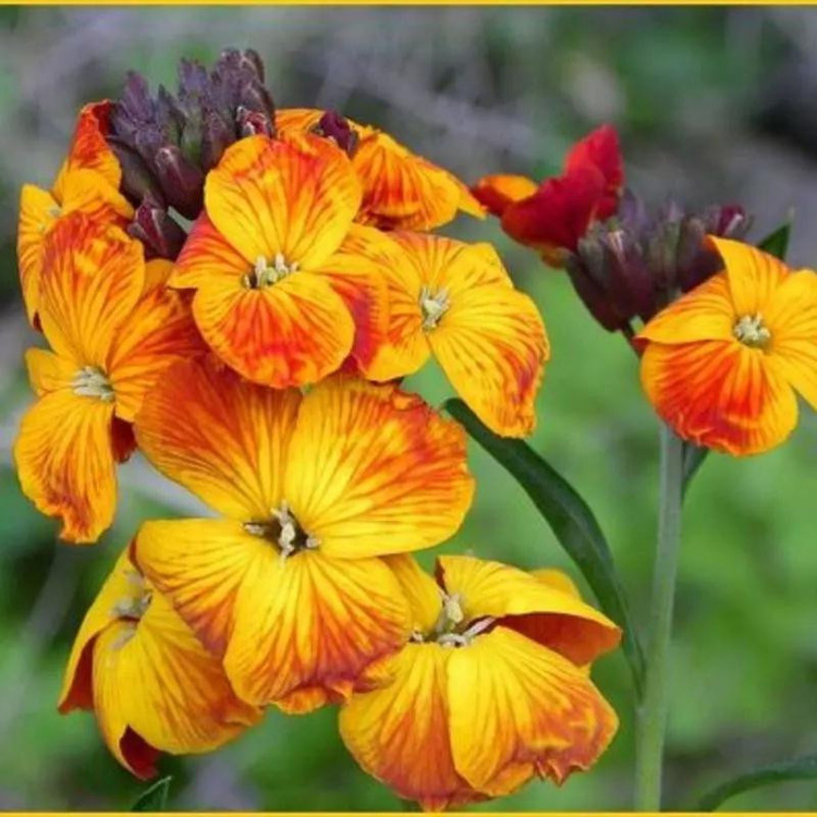 بذر گل شب بو خیری پاکوتاه نارنجی وانیا سید مدل BA1475