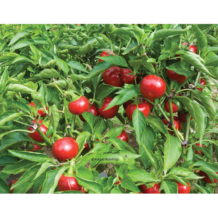 بذر فلفل گیلاسی چری گرد قرمز تند گلس گاردن مدل GL100