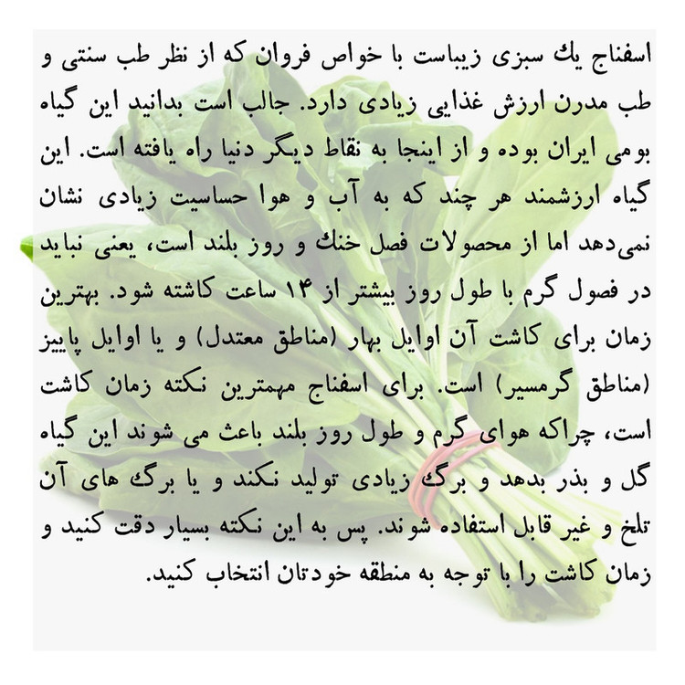 بذر اسفناج گرین سیدز کد 222