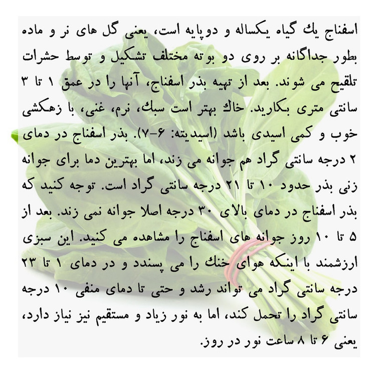 بذر اسفناج گرین سیدز کد 222