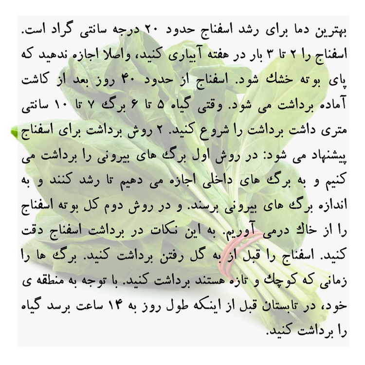 بذر اسفناج گرین سیدز کد 222
