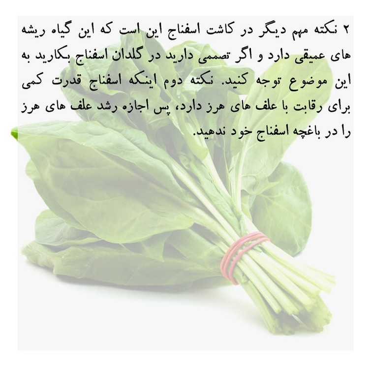 بذر اسفناج گرین سیدز کد 222