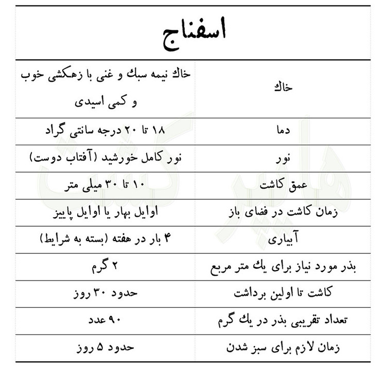 بذر اسفناج گرین سیدز کد 222