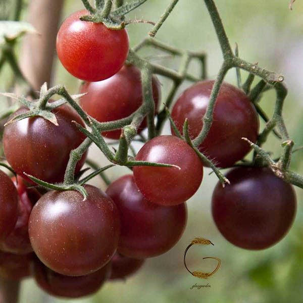 بذر گوجه بلک چری شکلاتی گیلاسی قهوه ای مدل GL10