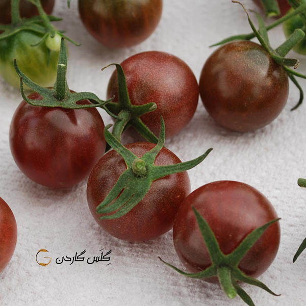 بذر گوجه بلک چری شکلاتی گیلاسی قهوه ای مدل GL10