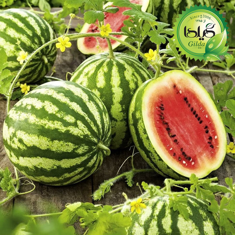 بذر هندوانه گیلدا کد 710