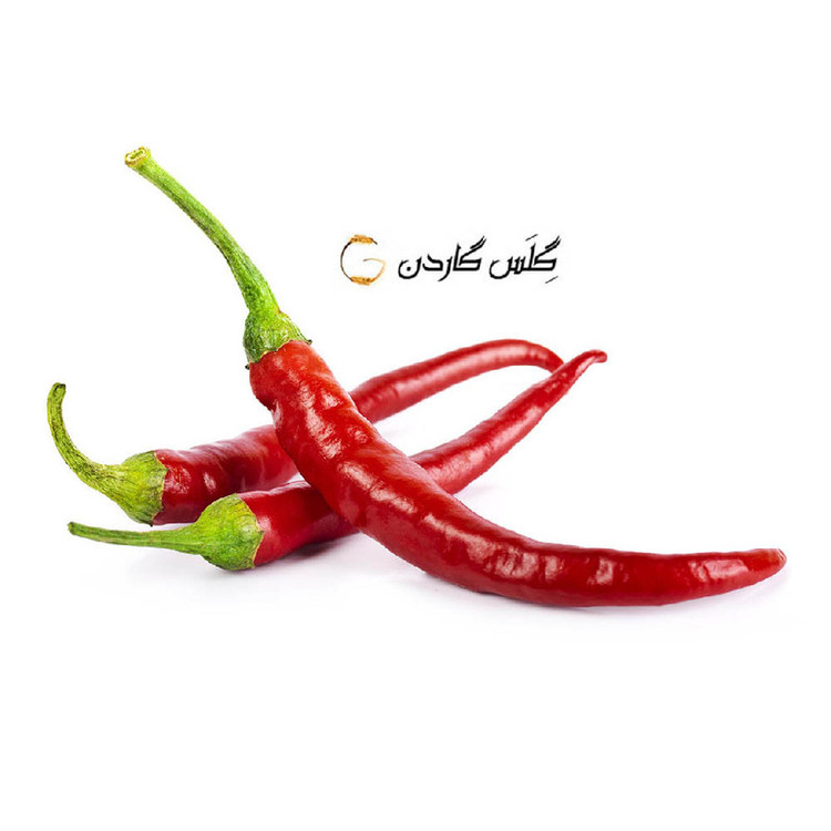 بذر فلفل قلمی قرمز تند ایرانی گلس گاردن مدل GL100