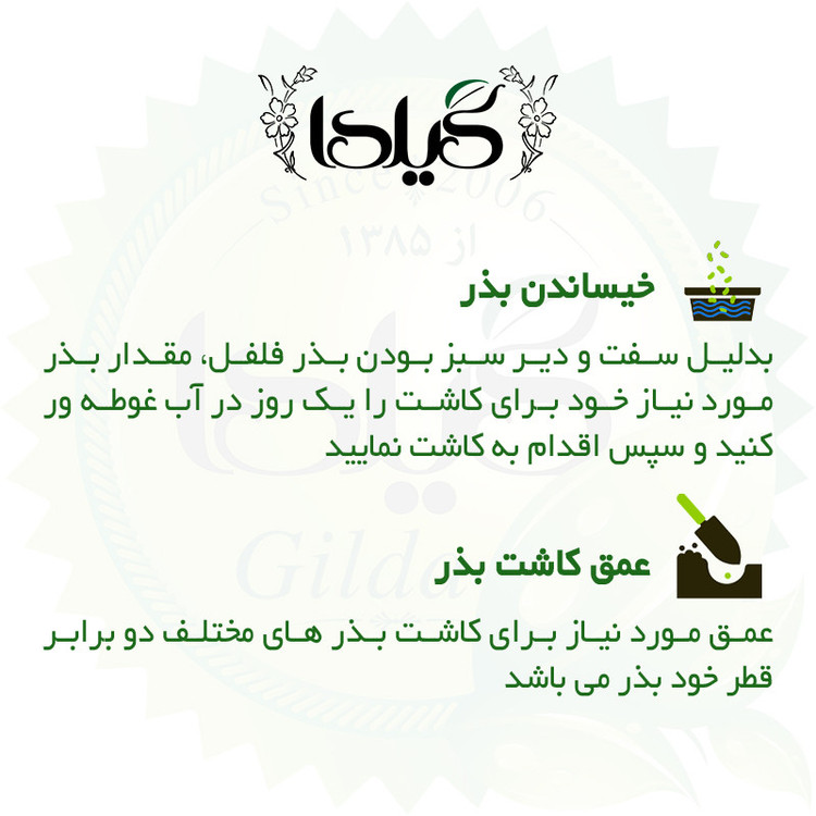 بذر فلفل تزئینی گیلدا کد 354
