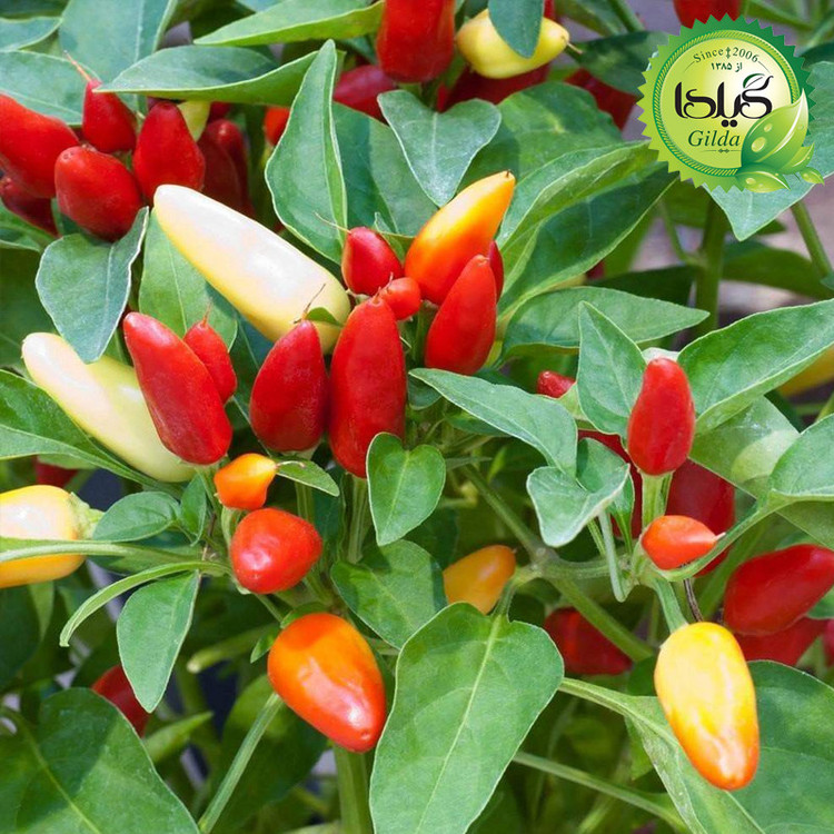 بذر فلفل تزئینی گیلدا کد 354