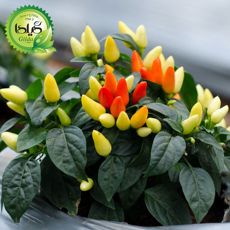 بذر فلفل تزئینی گیلدا کد 354