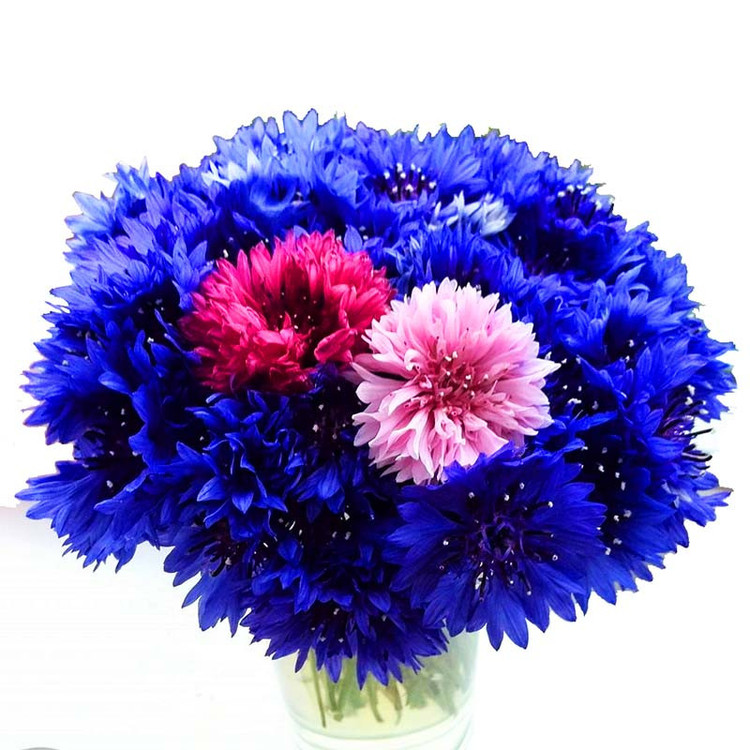 بذر میخک پاکوتاه گرین فارم کد G 22 بسته 3 عددی