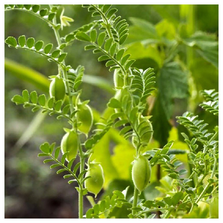 بذر نخود آذر سبزینه مدل L151