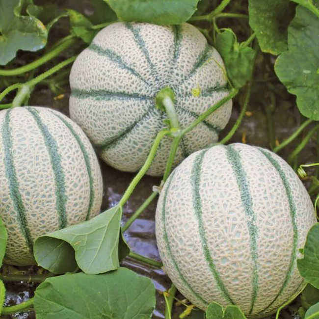 بذر طالبی سمسوری وانیا سید مدل Q29