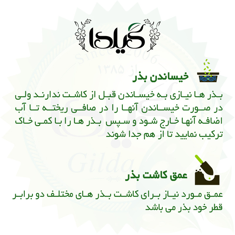 بذر بنفشه الوان گیلدا کد 843