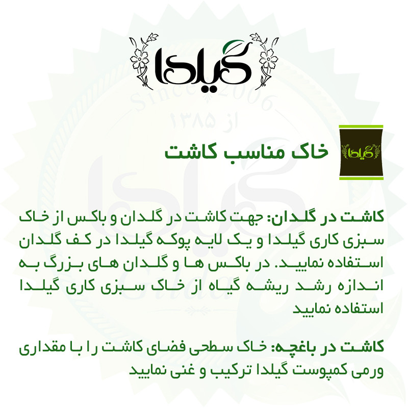بذر بنفشه الوان گیلدا کد 843