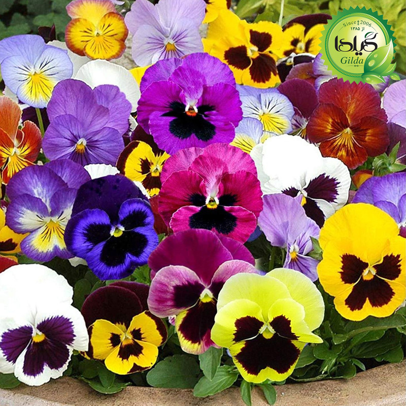 بذر بنفشه الوان گیلدا کد 843