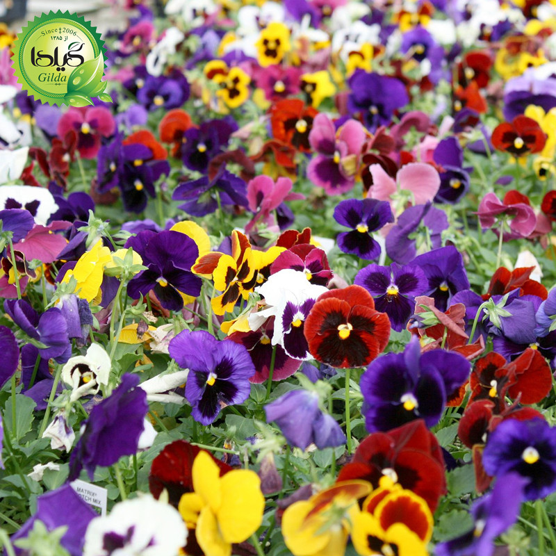 بذر بنفشه الوان گیلدا کد 843