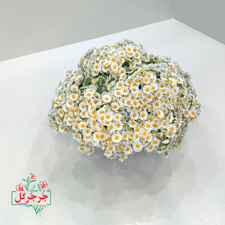 دسته گل مصنوعی بابونه جُرجُرگل مدل 7 شاخه با طراحی طبیعی، الیاف مقاوم در برابر نور و رطوبت، مناسب دکوراسیون رومیزی و فضای باز، ارتفاع 30 سانتیمتر، قابل استفاده در مراسم و هدیه ماندگار